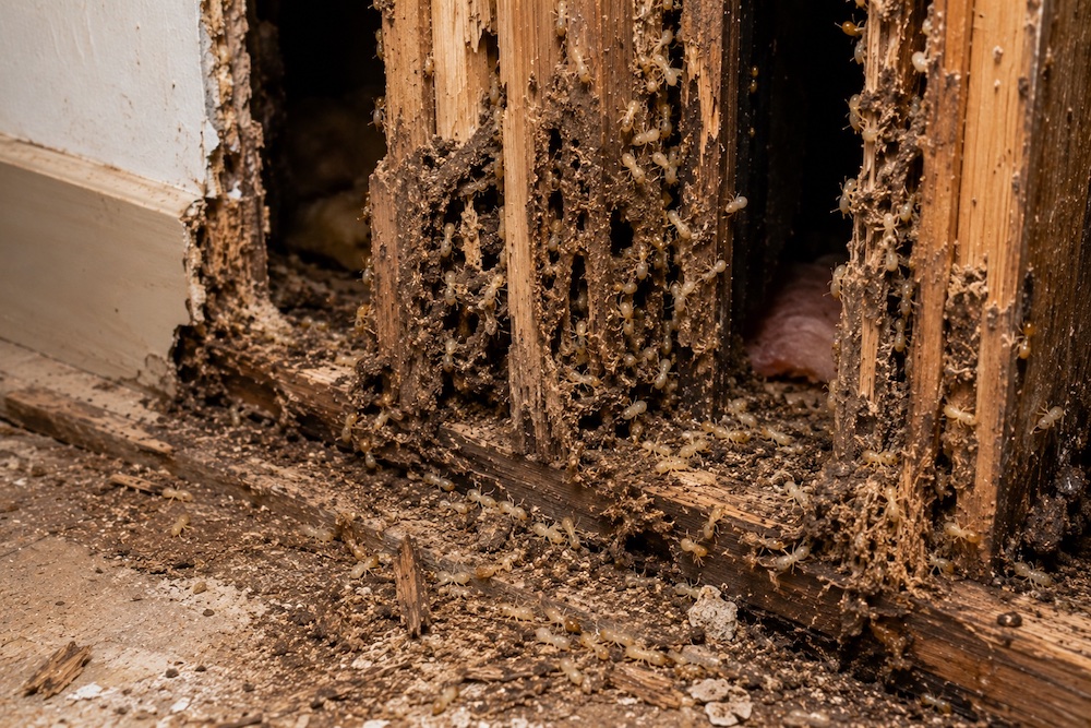 A termite infestation in a wall