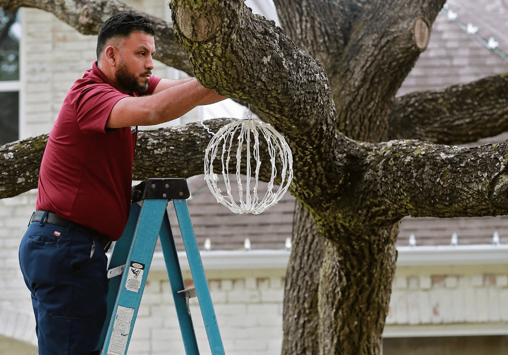 a team member hanging holiday lighting at a business