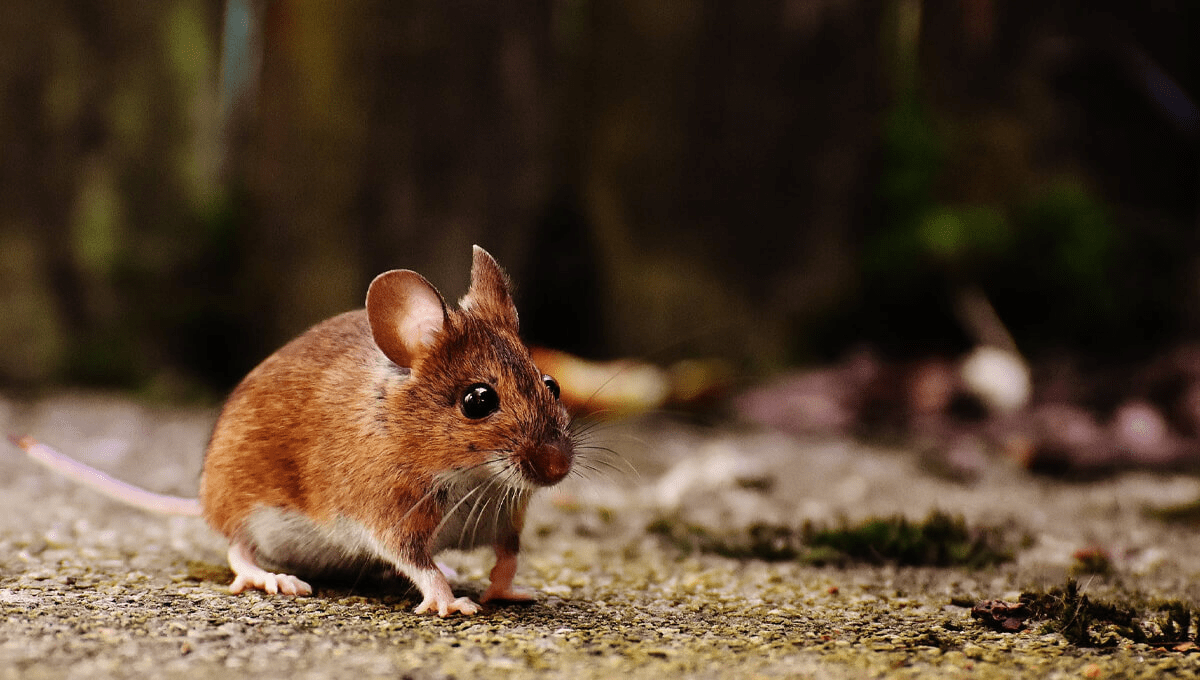a house mouse running along a pathway