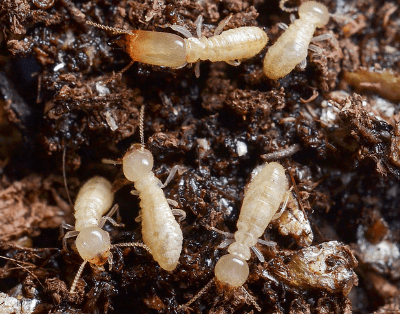 subterranean termites tunneling through soil
