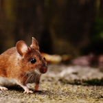 un ratón casero corriendo por un camino