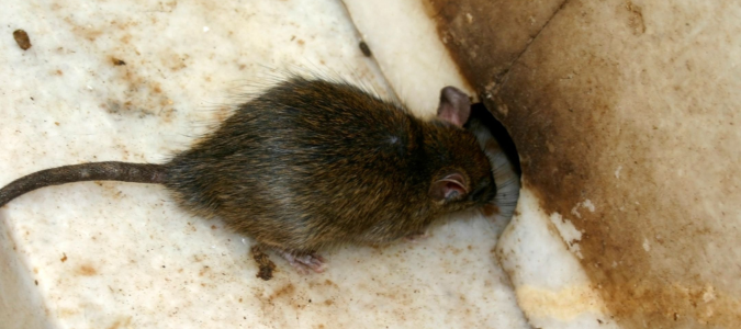 Image of house mouse