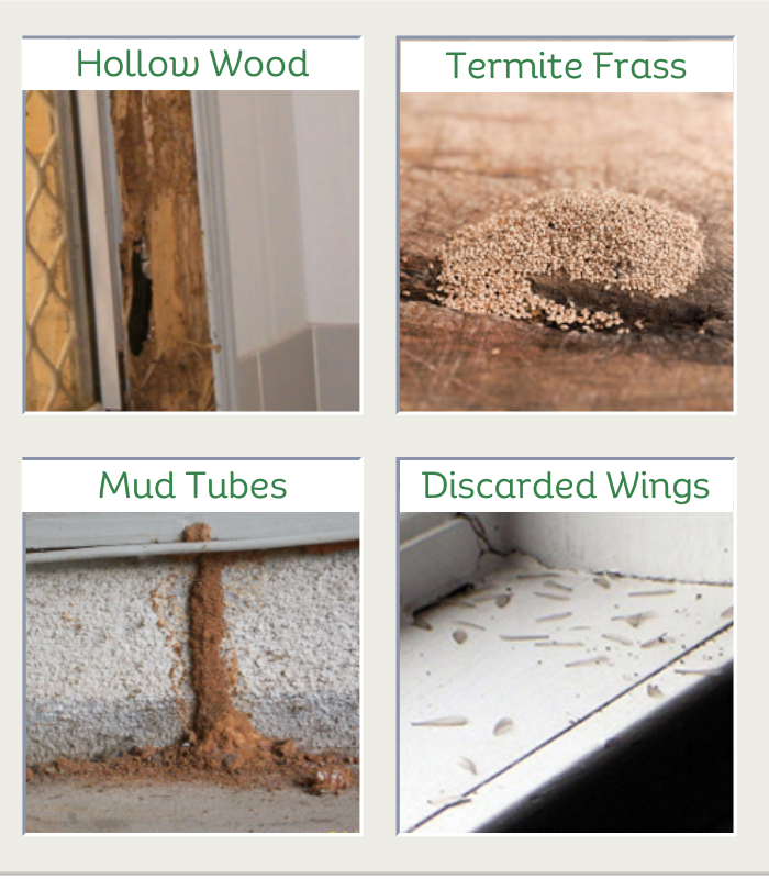 Signs of termite damage