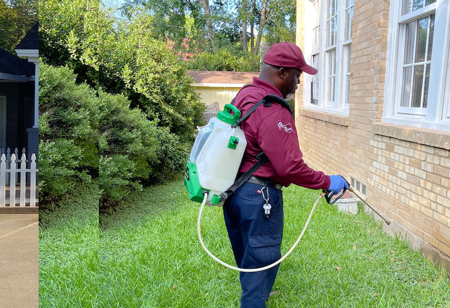 Wasp Control Salt Lake City