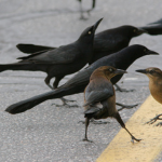 grackles on a street