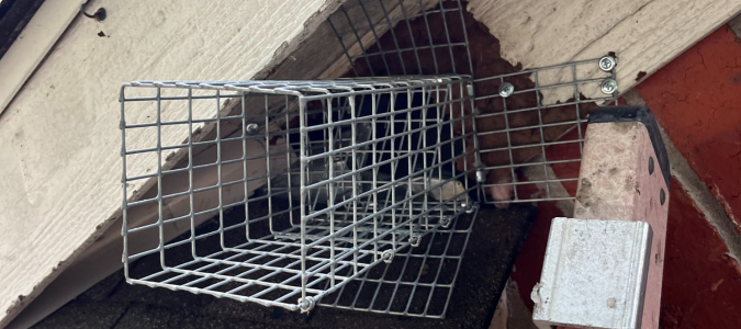 A live cage in Dallas