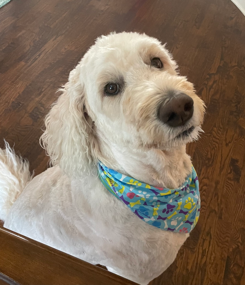 Lucy, Chief Floof Officer