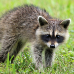a raccoon