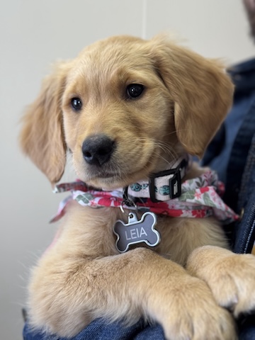 Leia - Floof Officer in Training