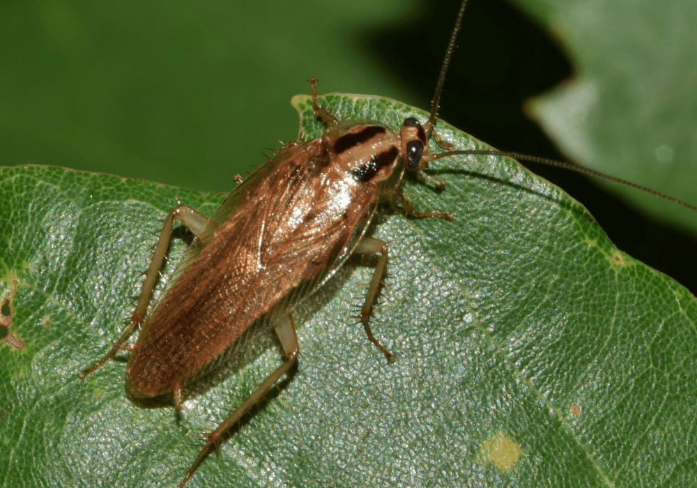 a german cockroach on a leaf