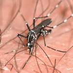 an asian tiger mosquito biting someone