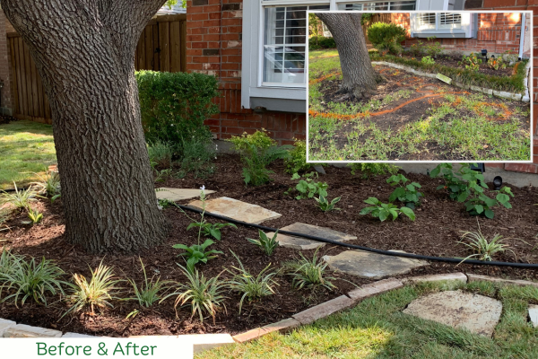 Tree scape landscaping design