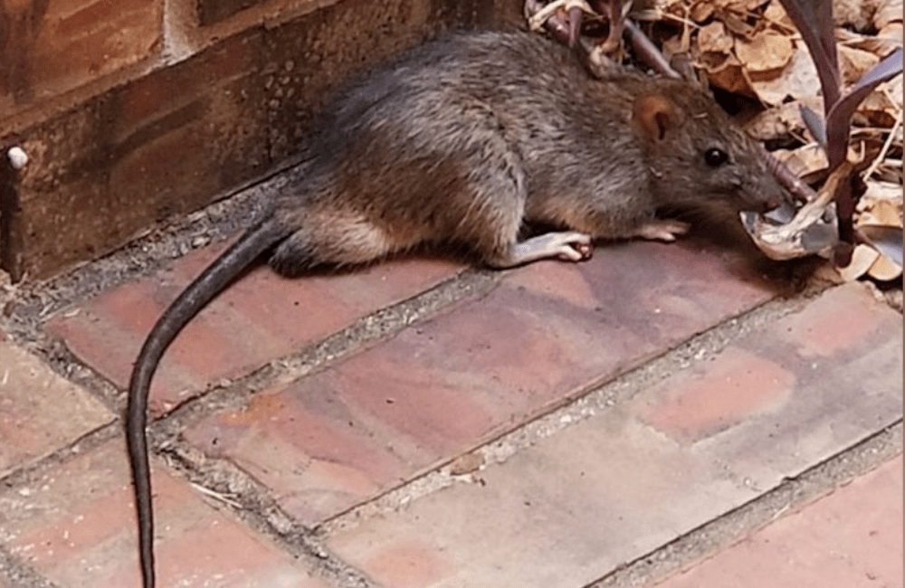 a rat that has been chewing through car wires