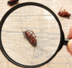 General Pest Service