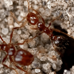 ants crawling out of a nest