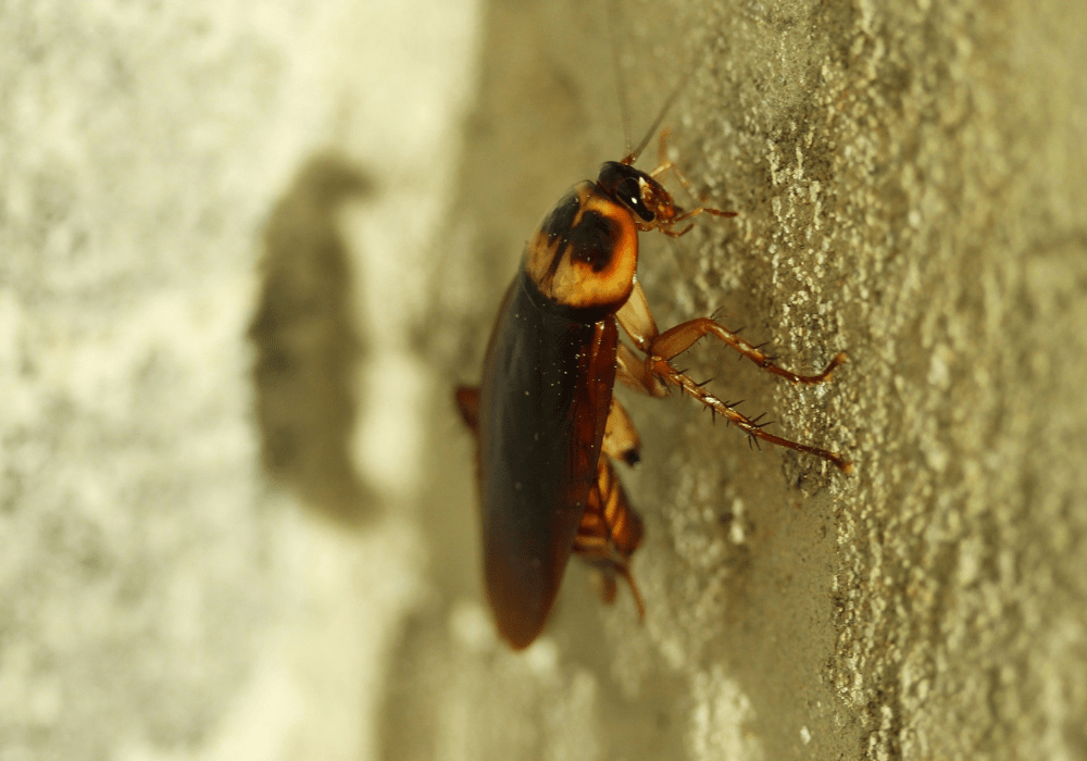 an American cockroach crawling up a wall