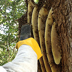 a technician removing bees