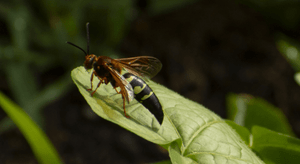 cicada killer wasp on leaf