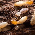 termitas subterráneas en una pila de mantillo