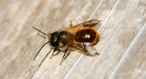 mason bee