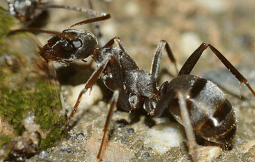 odorous house ant