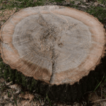 the stump from a tree that has recently been removed