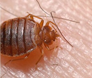ABC Pest Control Of Houston | Houston, TX