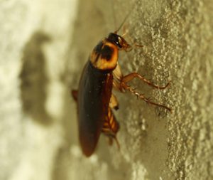 ABC Pest Control Of Houston | Houston, TX