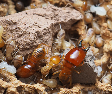 odorous house ant