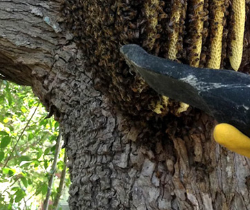 Houston-Wasp-Bee-Removal