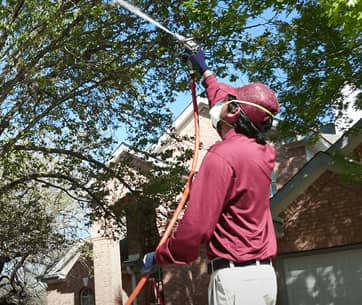 ABC tree fertilization trimming and removal services in Houston