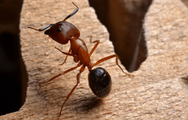 carpenter ant