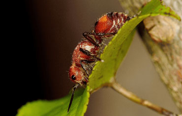 a crazy ant on a leaf