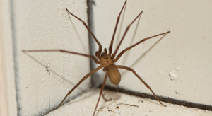 brown recluse spider