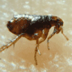 a flea walking on carpet