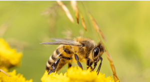 honey bee on yellow flower