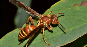 paper wasp on leaf