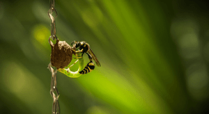 potter wasp making nest