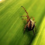 a spider on a leaf