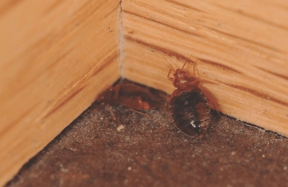 a bed bug on a baseboard