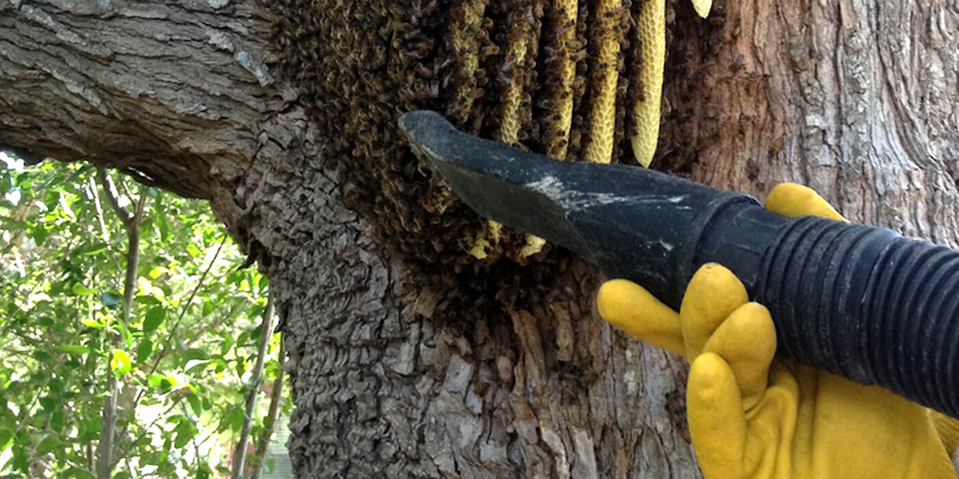a pest control specialist removing bees from a nest