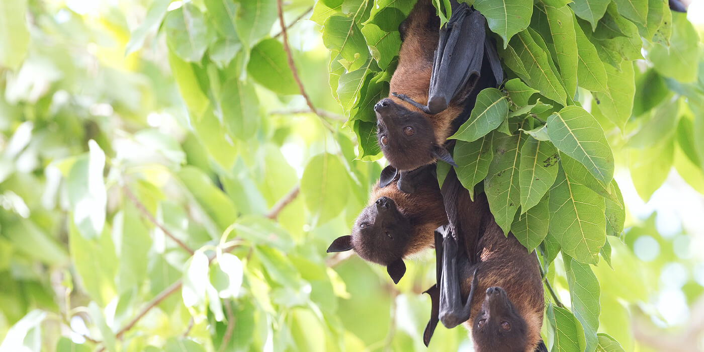 bats hanging in a tree