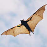 a bat flying above