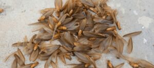 A swarm of flying termites