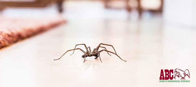 common household spiders