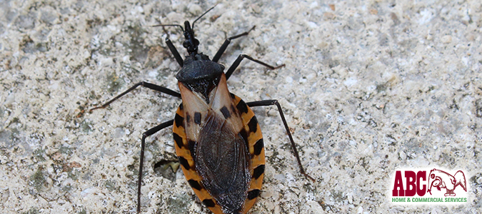 how to identify kissing bugs