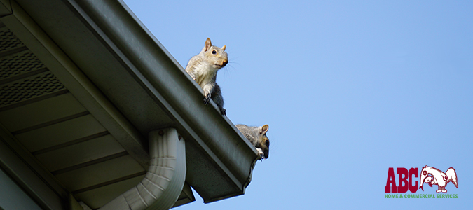 Keeping Rodents Out of Your Home