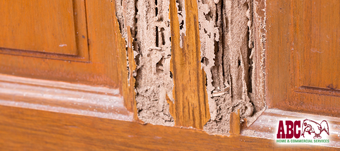 signs of termite infestation