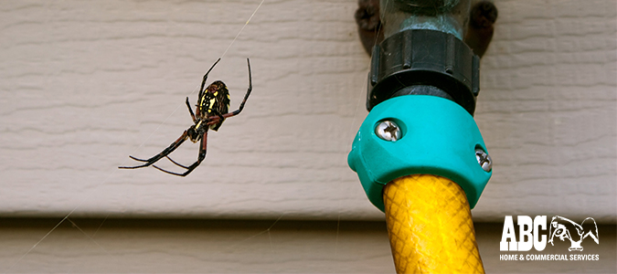 spiders
