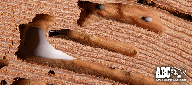 drywood termites